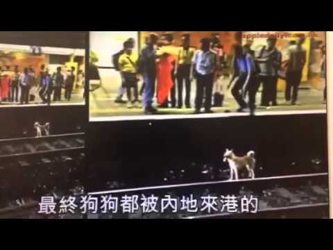 可憐唐狗仔臨死前仍想求生 明天及周六將辦多場悼念及抗議活動 - 香港動物報 Hong Kong Animal Post