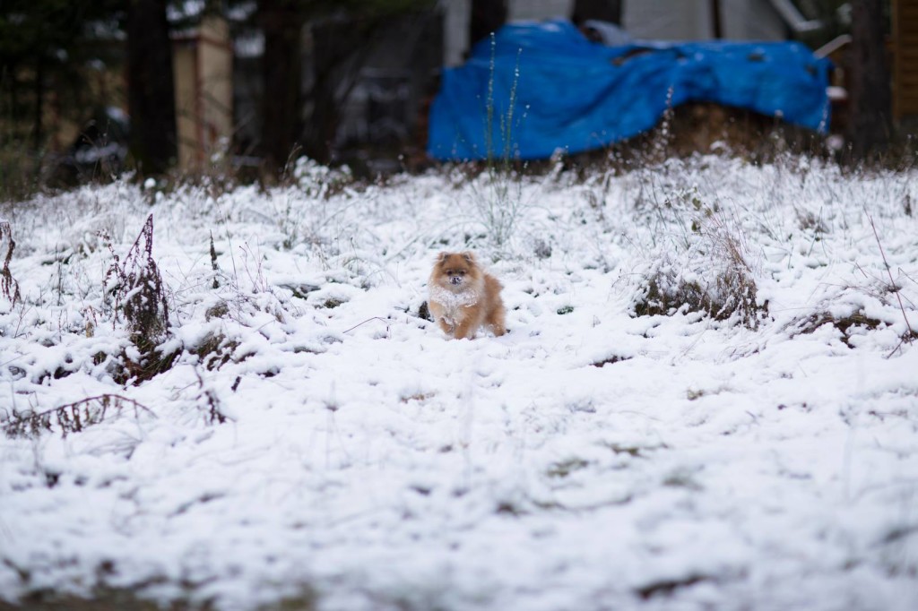 茫茫白雪中的小松鼠