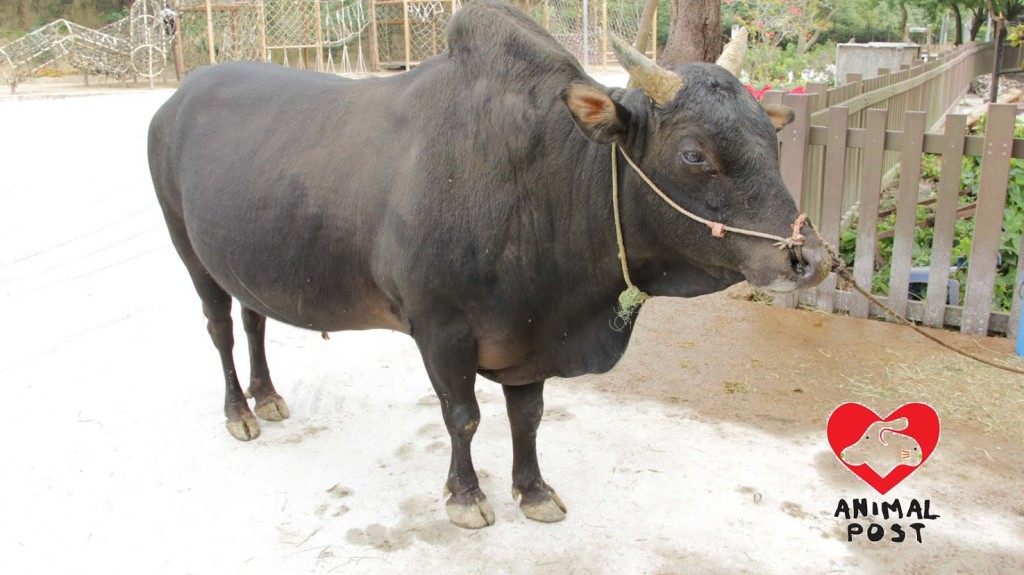 用來拉「牛車」的黃牛，背脊骨已嚴重變型。