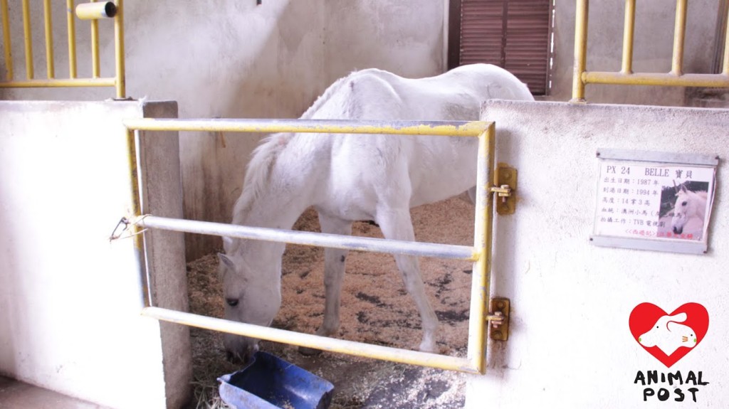 馬術學校的馬匹生活環境惡劣，背部有傷。