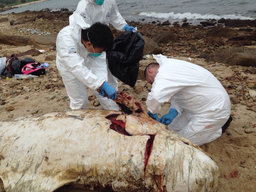 香港海洋公園保育基金「鯨豚擱淺行動組」提供圖片