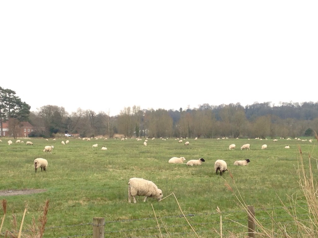 廣闊的農場上，很多羊隻自由自在地吃草，構成很美的畫面。（譚善彤 攝）