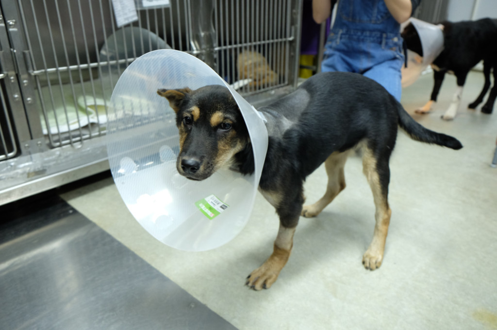 抽筋仔今年受捕獸器所傷，最終需截肢，幸獲好心人收養。 香港動物報圖片