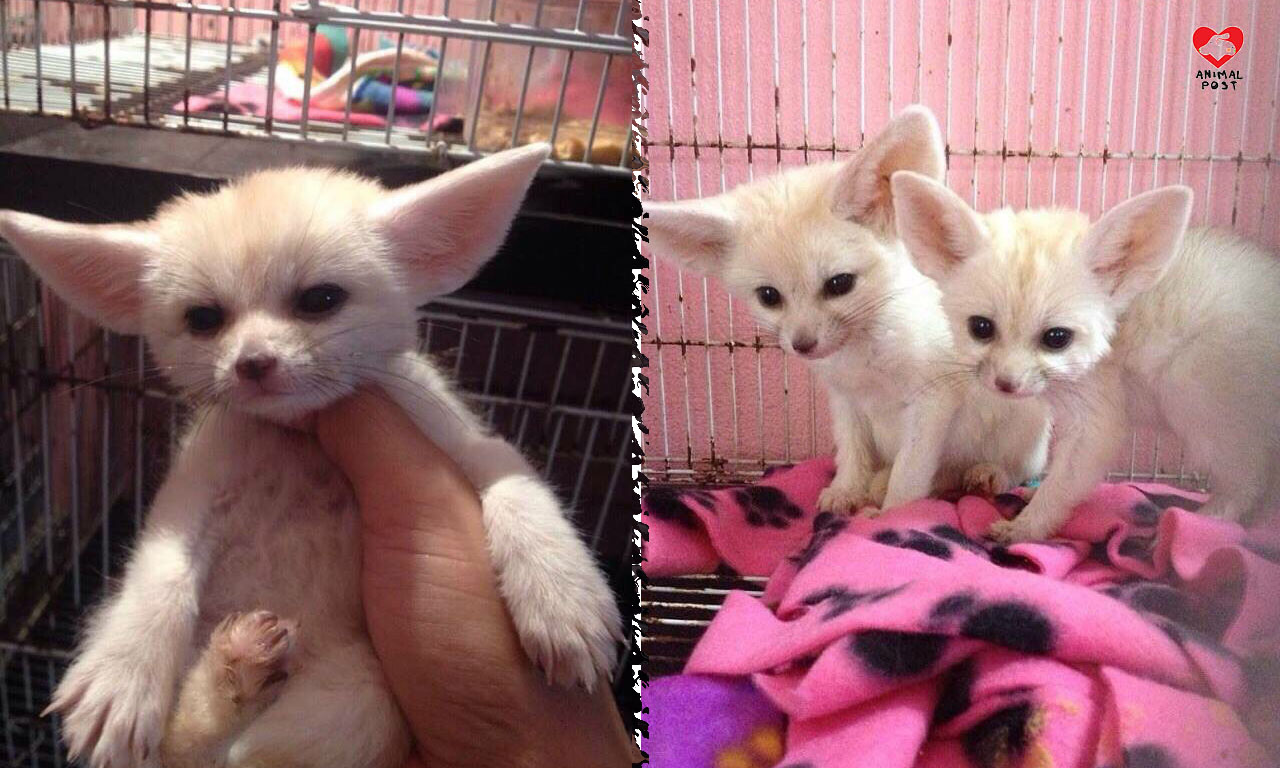 網上交易區疑非法放售耳廓狐聲稱去年售5萬元- 香港動物報Hong Kong Animal Post