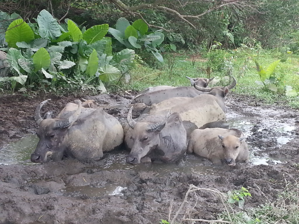 水牛之所以喜愛挖洞，是因為牠們愛在夏天時躺在沼澤中，泡浸日光浴藉以散熱及驅走身上的蚊蟲