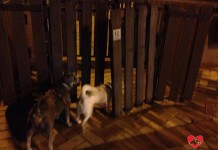 假日多陷阱 狗狗主人注意了