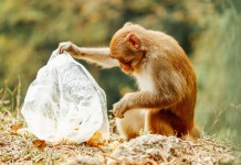 不該在大自然存在的膠袋