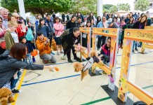 600狗主與小狗參與繪製人形立板 創健力士世界紀錄