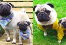 【多可愛照片】孖公仔八哥 靚衫塞滿狗衣櫃