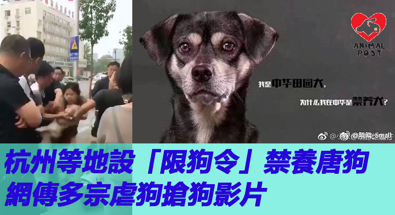 流浪狗领养宣传海报 义工 领养 公益 慈善 动物|平面|海报|石沉 - 原创作品 - 站酷 (ZCOOL)