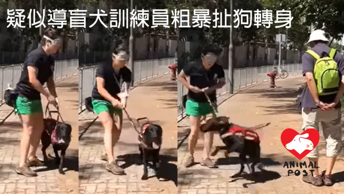 本報日前報道有影片顯示香港導盲犬服務中心的訓練員粗暴扯狗轉身。
