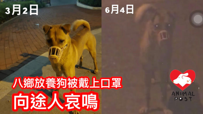 永慶圍狗狗日前被人目擊戴著口罩求救。