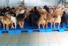 聰明狗狗 合照齊上卡板避雨