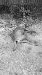 昨日狗狗被發現伏屍車底，出現失禁和嘔白沫，懷疑中毒身亡。