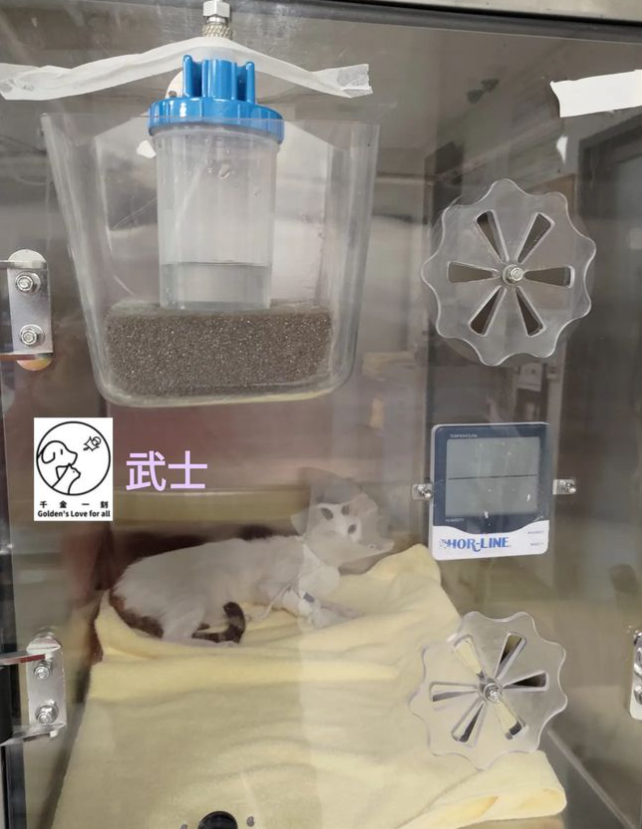 武士獲救後出現嚴重貧血,估計感染了貓科白血病。