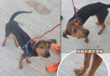 瘦弱小狗誤闖屋村被保安村民持棍包圍 熱心市民及時救走