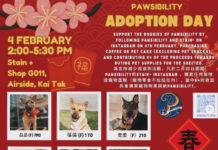 狗狗們出席多次領養日仍未有家 明日於啟德再接再厲尋家