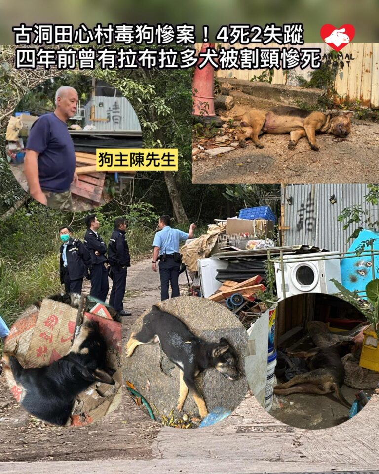 古洞田心村毒狗慘劇！4死2失蹤　4年前曾有拉布拉多犬被割頸慘死