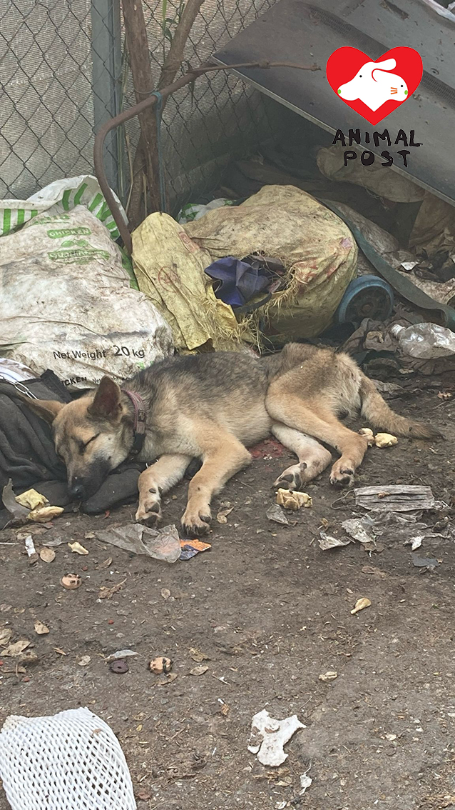 狗狗曾了無生氣。