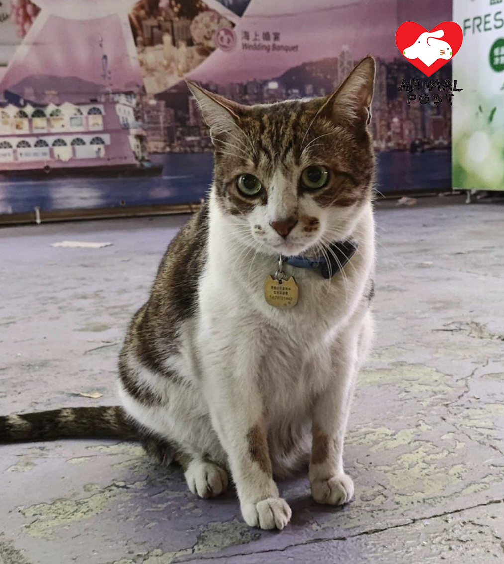 肥貓在北角碼頭放養多年,很多街坊都很喜歡他。