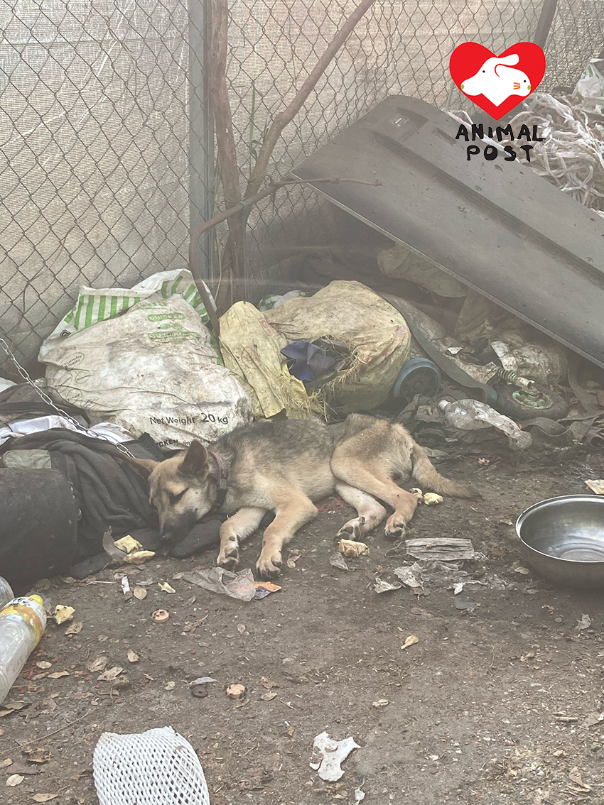 狗狗曾了無生氣。