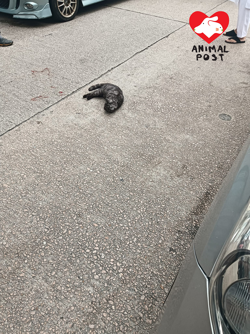 貓貓前日在太子基隆街被車撞傷。