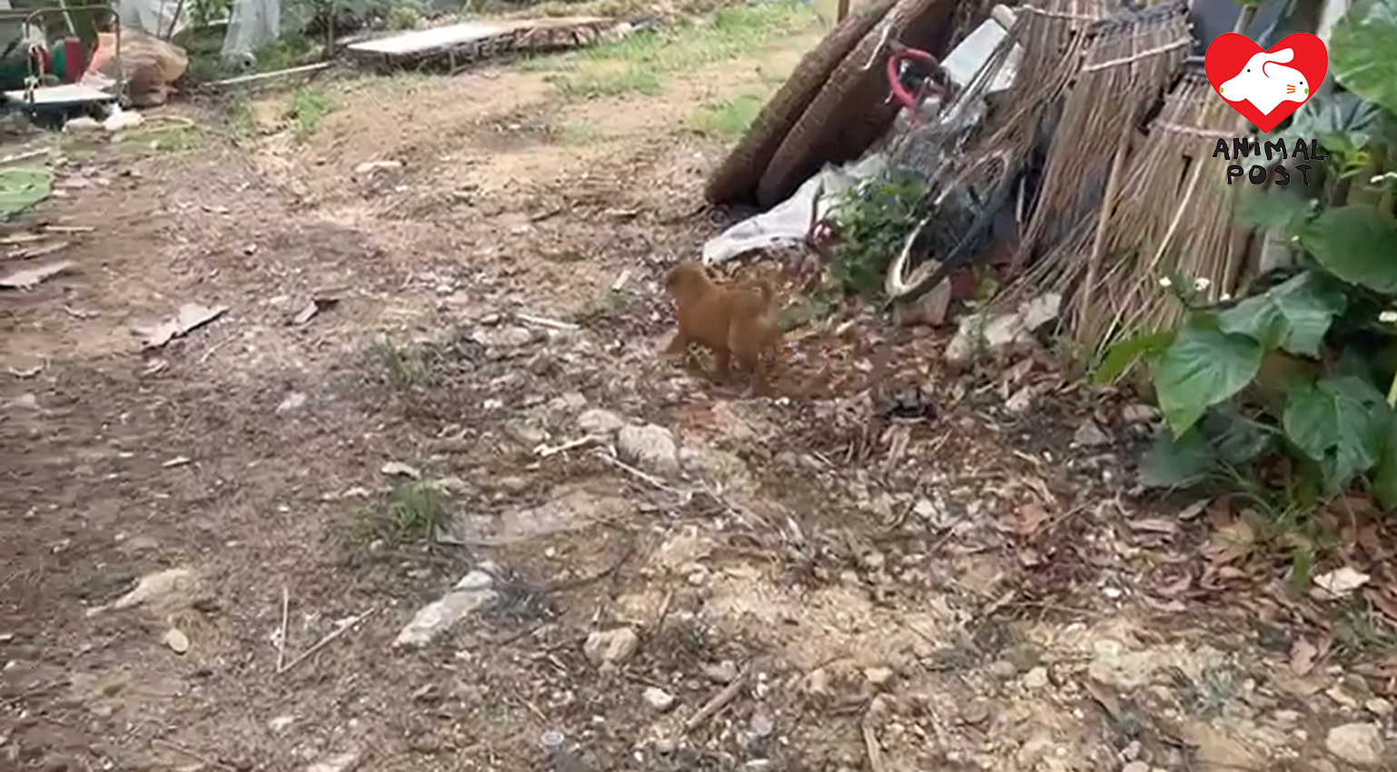 小狗早前被遺棄在廢墟中。