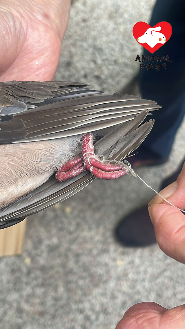 斑鳩腳部被繩綁。