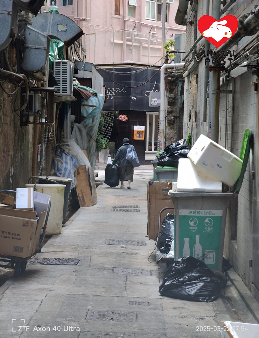 餵貓婆婆今年3月不幸在家中離世,遺下貓貓三花。