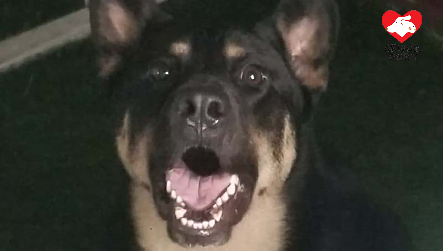 狗狗曾被人磨平犬齒,遭受殘酷對待。