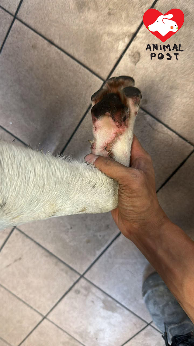 狗狗跑到腳掌都擦損。