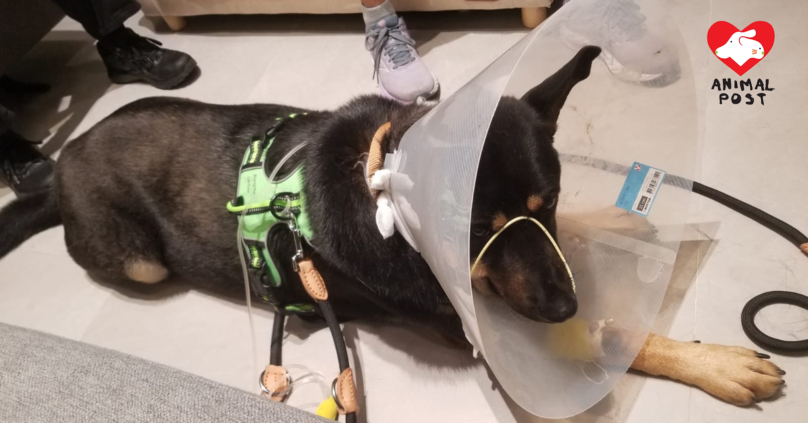 狗狗的腸臟出現異常腫脹,已做手術。