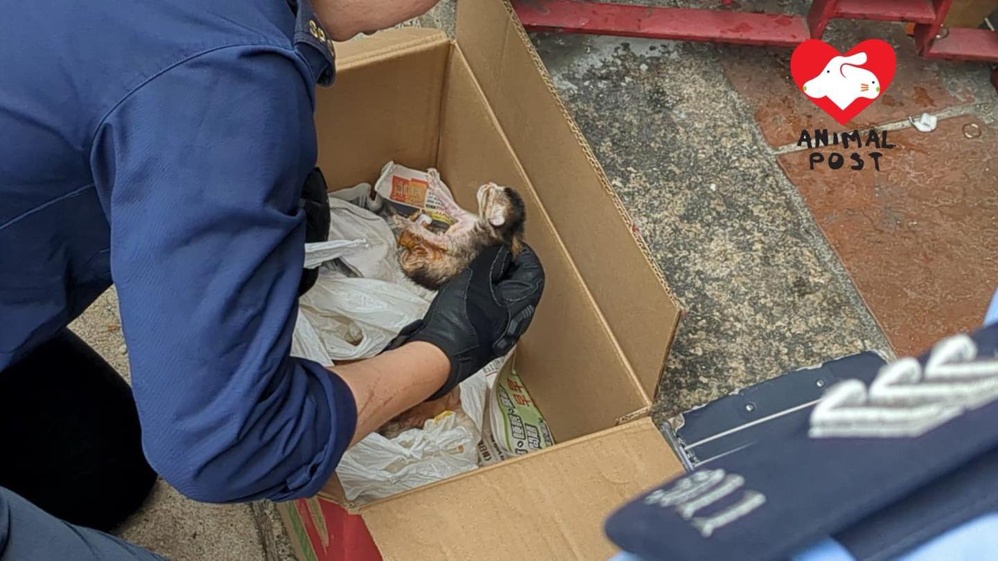 愛協督察到場檢查幼貓情況。