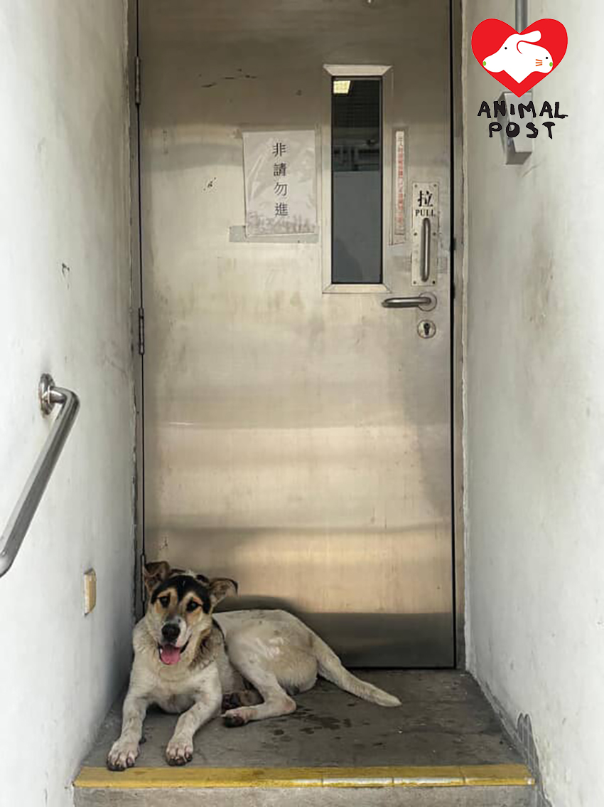 狗狗性格溫馴,懷疑被人遺棄。