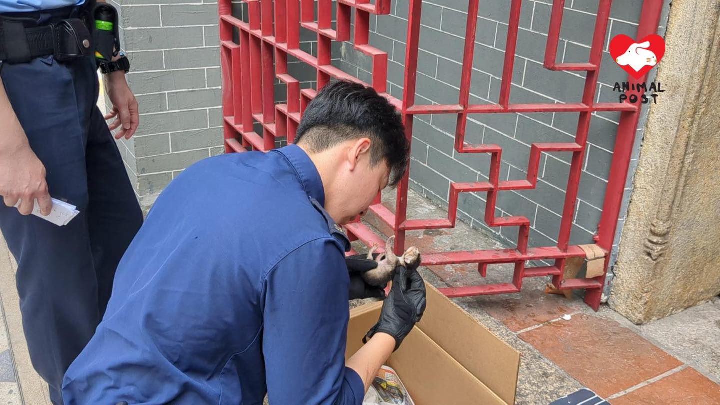 愛協督察到場檢查幼貓情況。