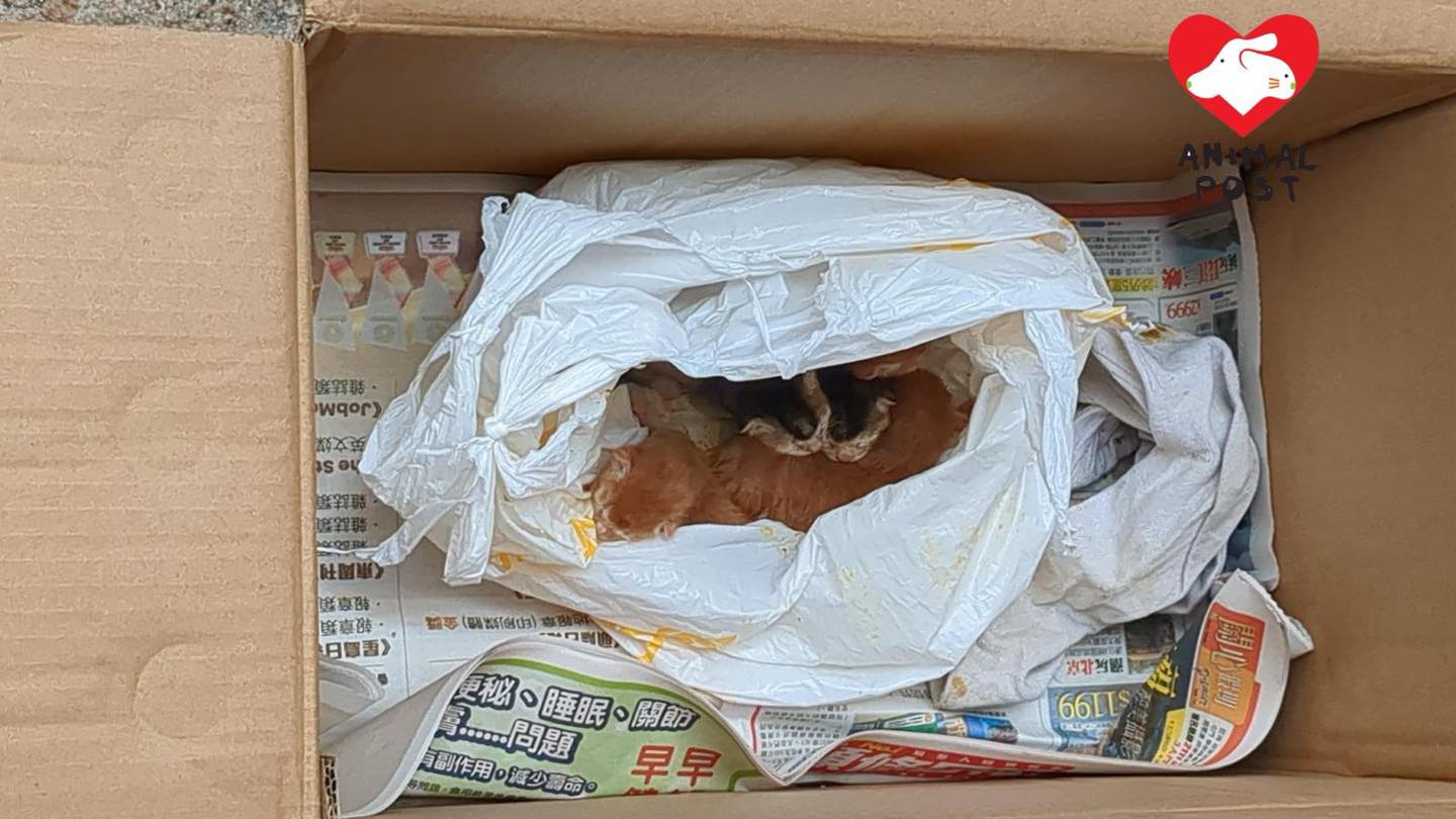 5隻小貓昨日被人放入膠袋打死結,再放在紙箱內遺棄。