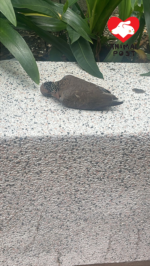 可憐斑鳩最終傷重離世。