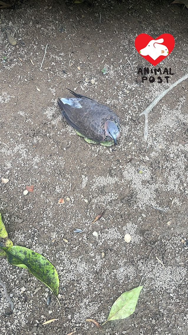 斑鳩今日中午在地上奄奄一息。