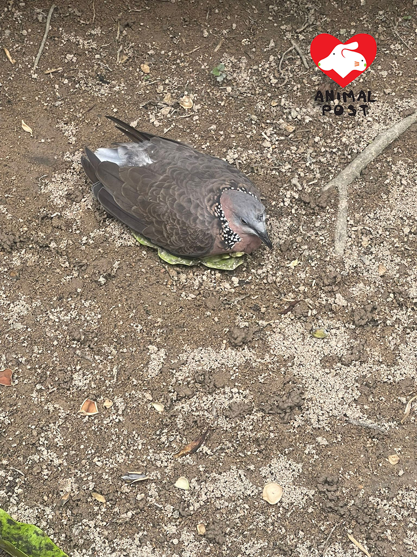 將軍澳一隻斑鳩慘被虐殺。