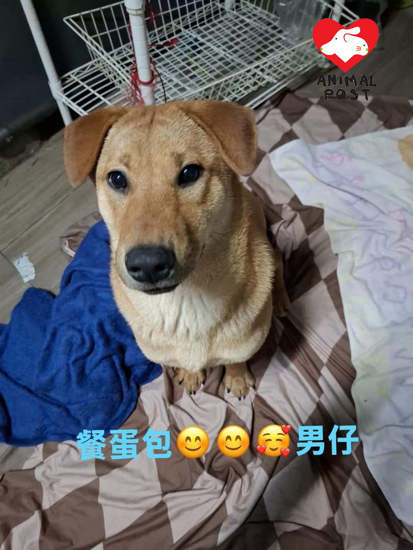 可愛活潑的餐蛋包。