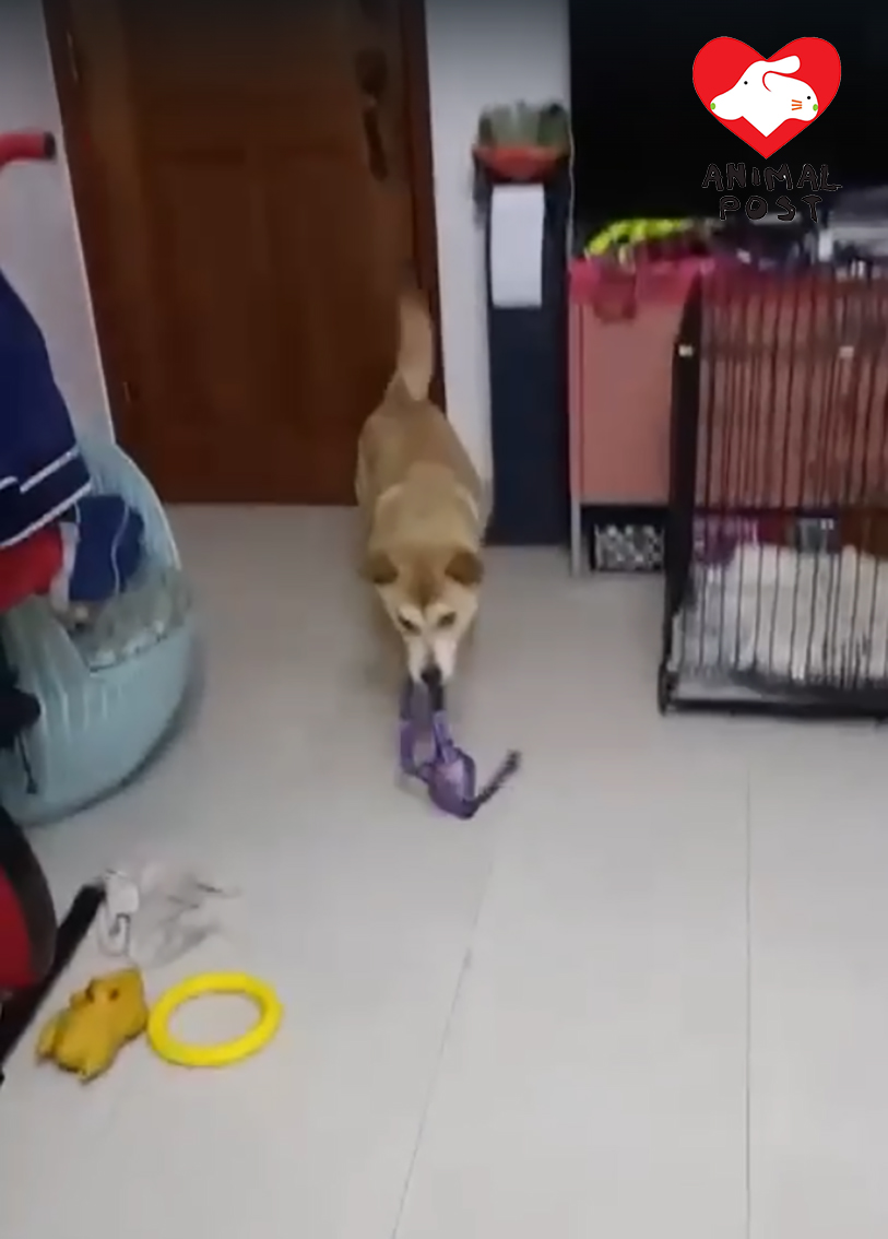 小柔愛去街,會主動叼狗帶。