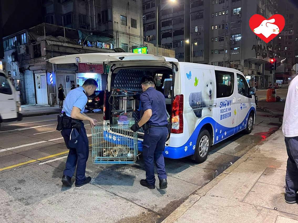 警方昨晚拘捕一名71歲男子,並在其家中檢獲3隻成貓。