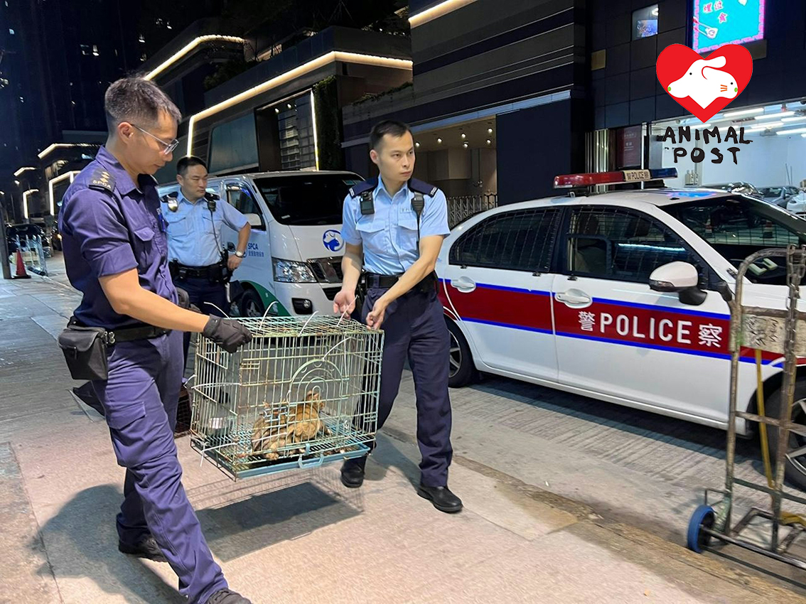 警方昨晚拘捕一名71歲男子,並在其家中檢獲3隻成貓。