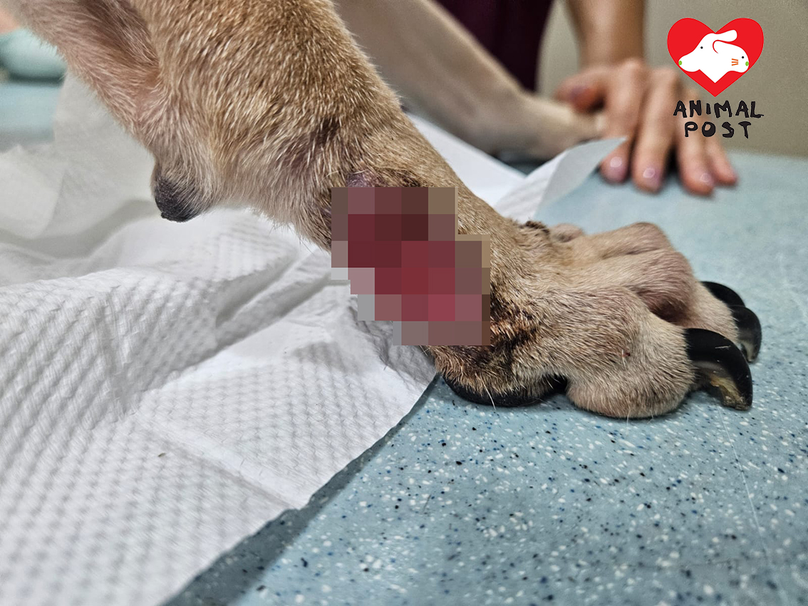 狗狗右前腳有傷口。