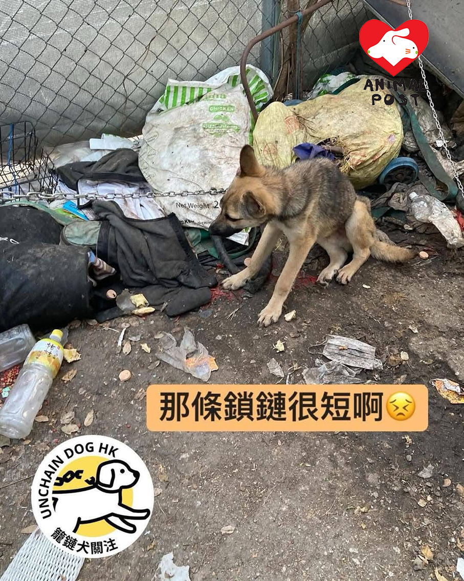 星星曾被綁在垃圾堆中,身體十分虛弱。