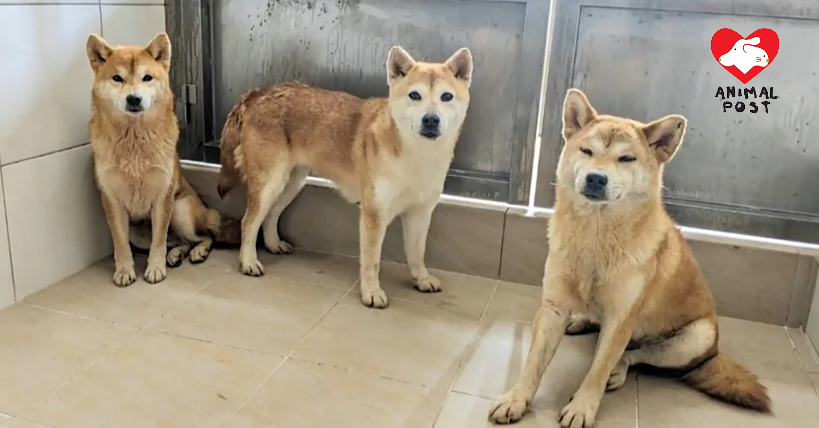 被遺棄柴犬獲救起,涉遺棄繁殖者被判罰逾10萬港元及禁止再養貓狗。