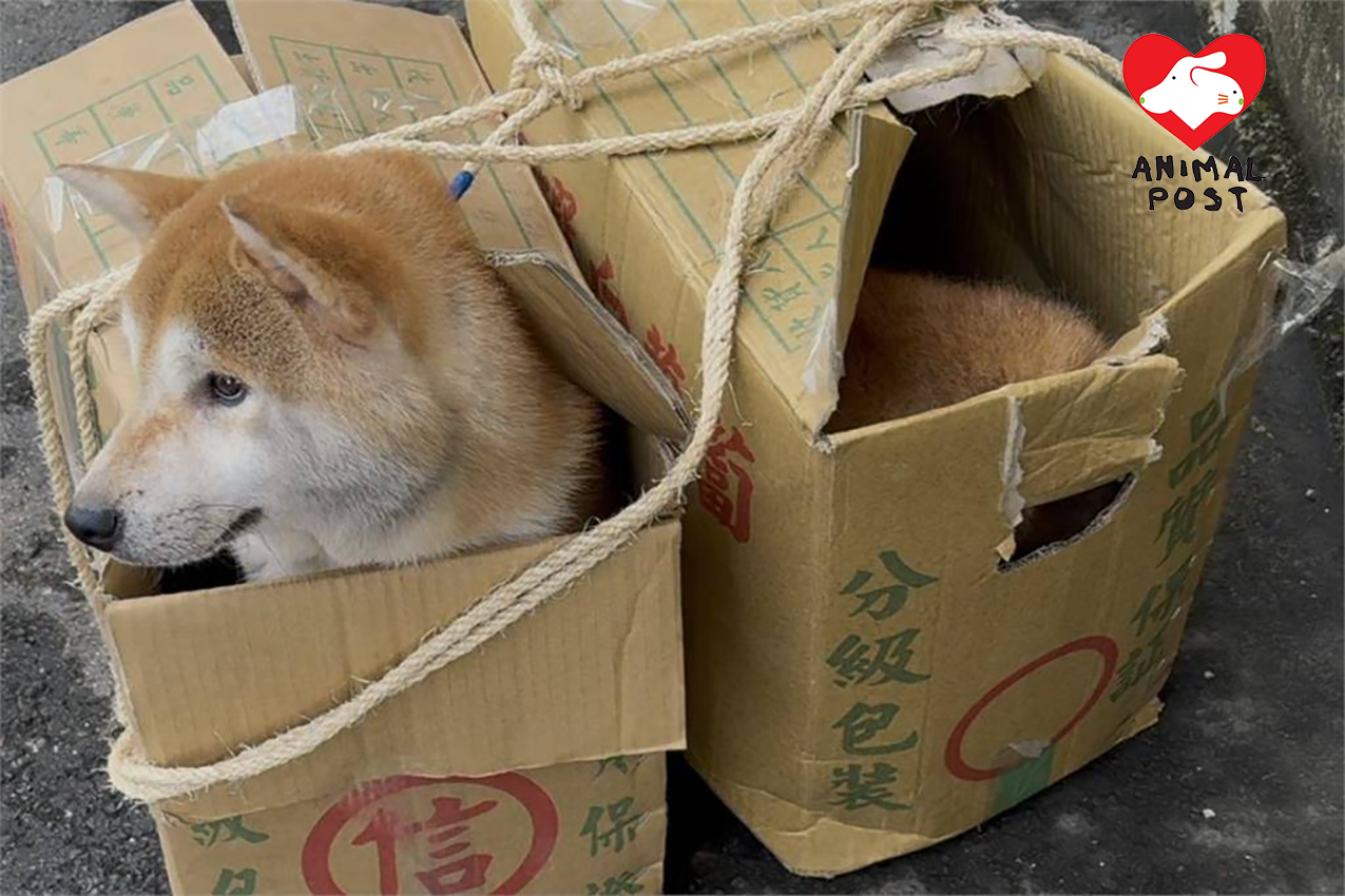 柴犬被人放在紙箱遺棄,部分柴犬走出紙箱跑到馬路邊。