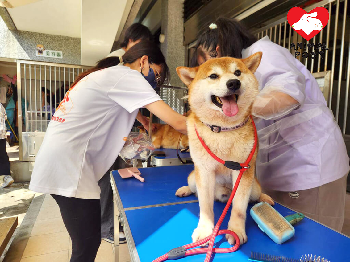 台灣動保機構稍後會為這些柴犬安排領養。