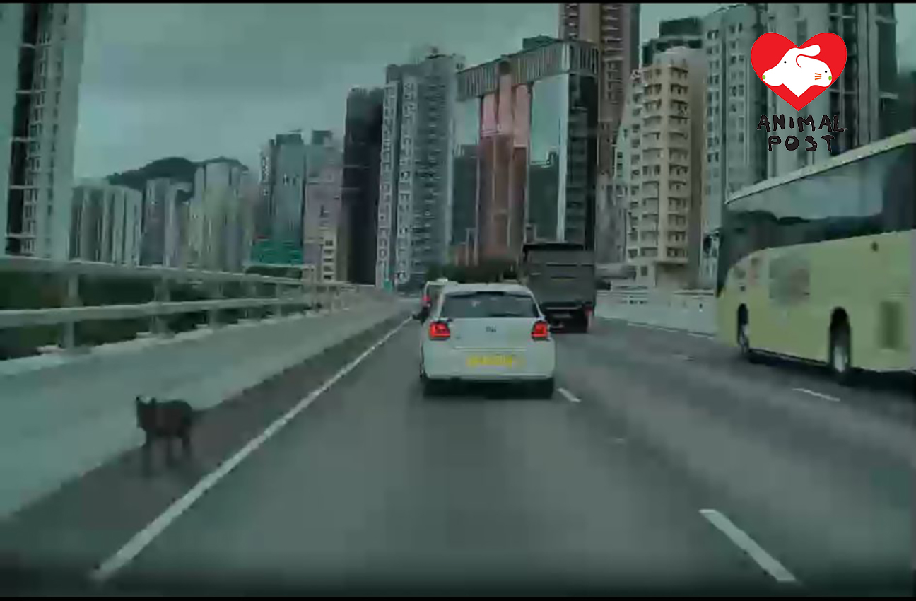狗狗今早跑到東區走廊。