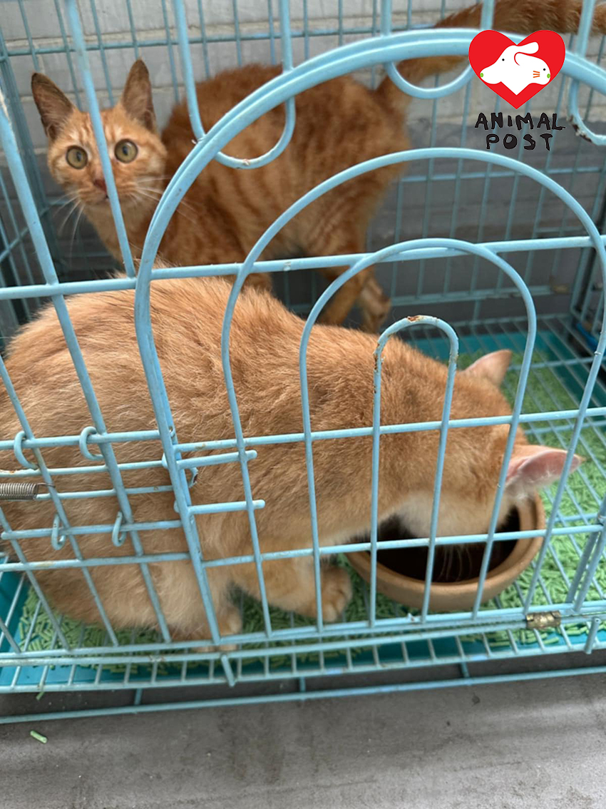 貓貓由義工救走,情況良好。